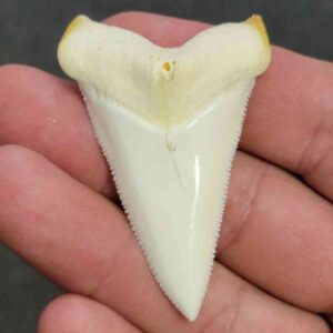 Modern Great White Shark Tooth - STMODGW-25