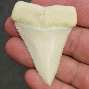 Modern Great White Shark Tooth - STMODGW-29