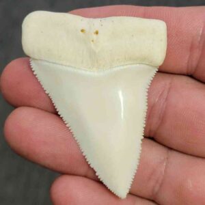 Modern Great White Shark Tooth - STMODGW-35