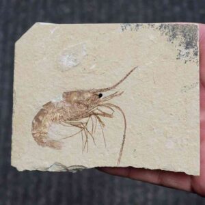 Fossil Lebanese Shrimp - FS-13