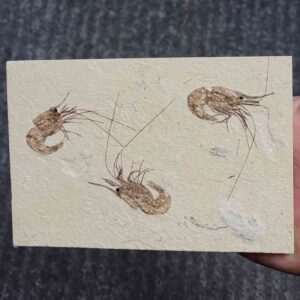 Fossil Lebanese Shrimp - FS-18