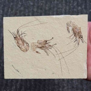 Fossil Lebanese Shrimp - FS-19