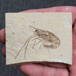 Fossil Lebanese Shrimp - FS-4