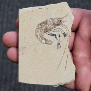 Fossil Lebanese Shrimp - FS-7