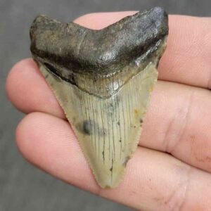 Fossil Bargain 90% Complete Megalodon Shark Tooth - STBAR90-11