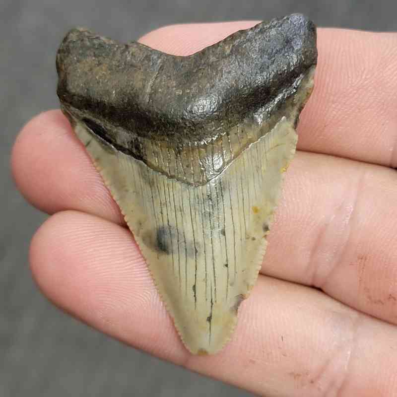 Fossil Bargain 90% Complete Megalodon Shark Tooth - STBAR90-11