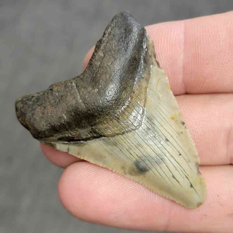 Fossil Bargain 90% Complete Megalodon Shark Tooth - STBAR90-11 - Image 2