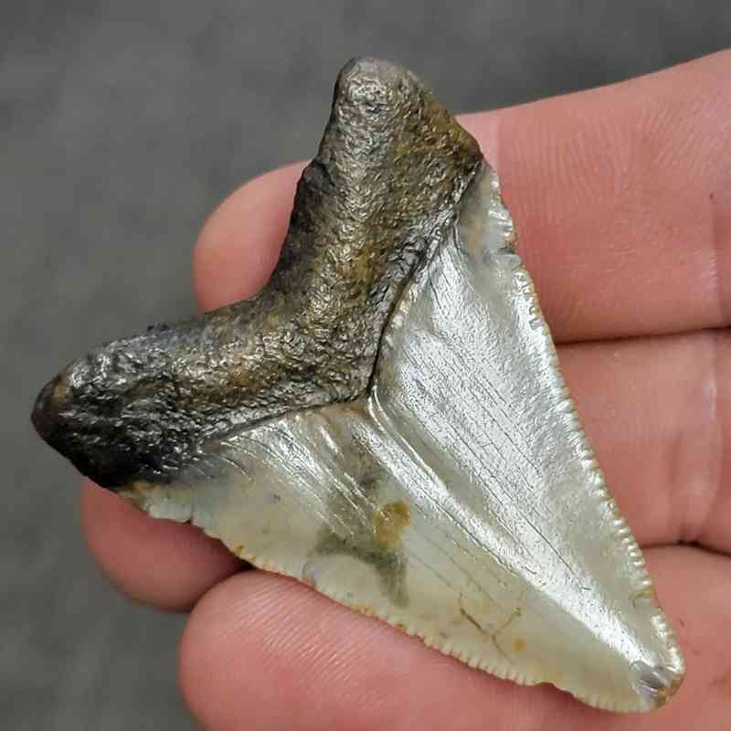 Fossil Bargain 90% Complete Megalodon Shark Tooth - STBAR90-11 - Image 3