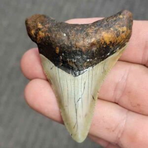 Fossil Bargain 90% Complete Megalodon Shark Tooth - STBAR90-14