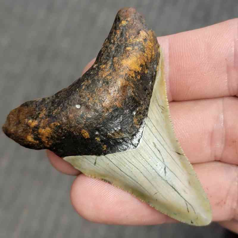 Fossil Bargain 90% Complete Megalodon Shark Tooth - STBAR90-14 - Image 2