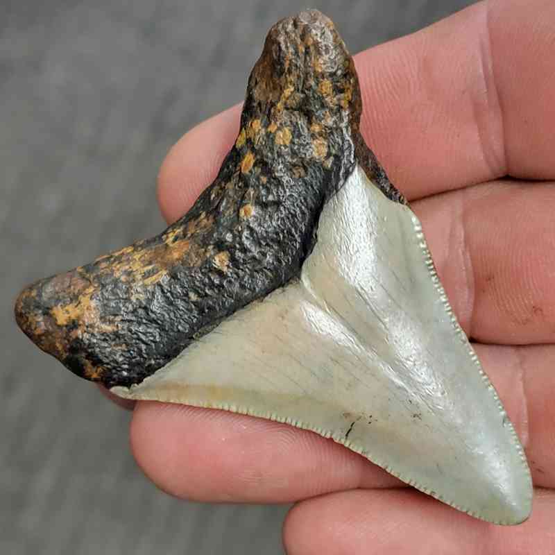 Fossil Bargain 90% Complete Megalodon Shark Tooth - STBAR90-14 - Image 3