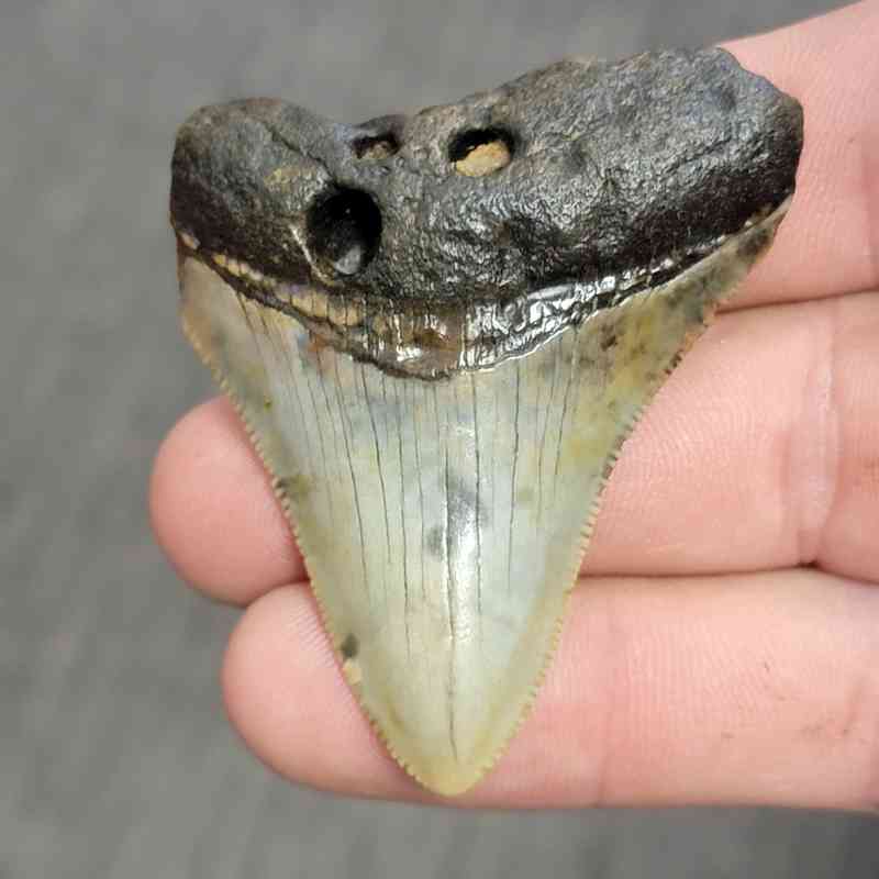Fossil Bargain 90% Complete Megalodon Shark Tooth - STBAR90-16