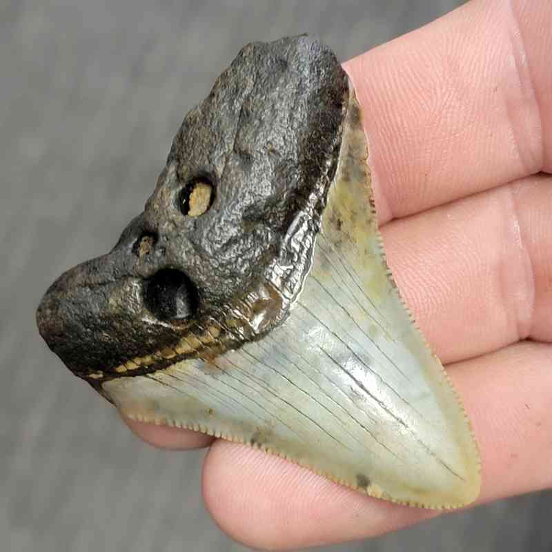 Fossil Bargain 90% Complete Megalodon Shark Tooth - STBAR90-16 - Image 2