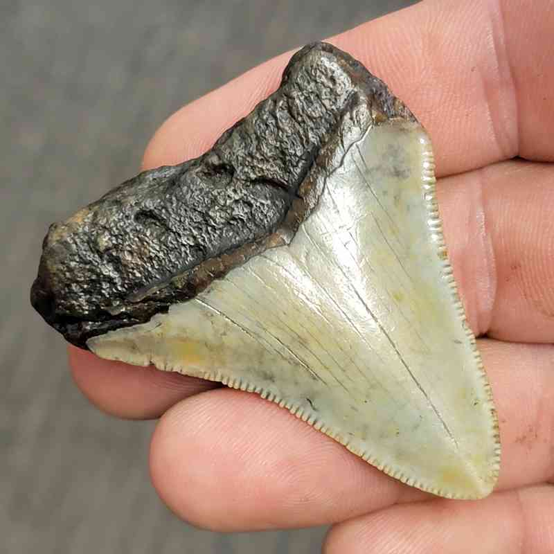 Fossil Bargain 90% Complete Megalodon Shark Tooth - STBAR90-16 - Image 3