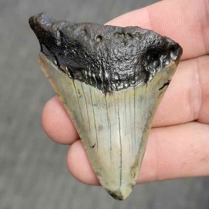 Fossil Bargain 90% Complete Megalodon Shark Tooth - STBAR90-17