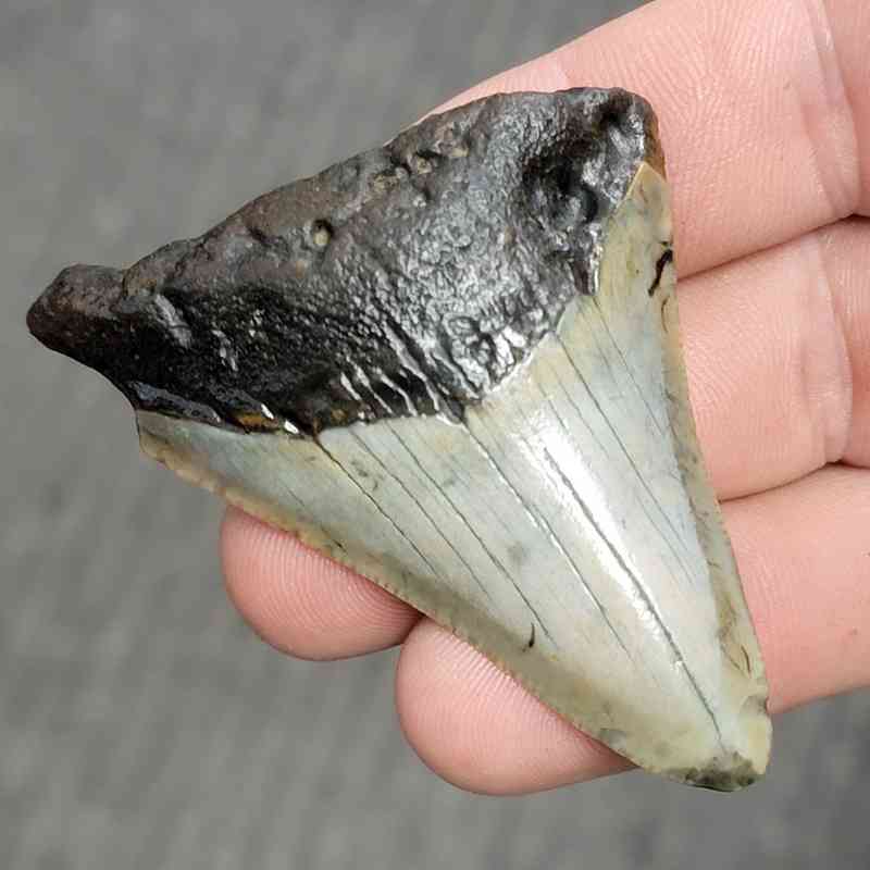 Fossil Bargain 90% Complete Megalodon Shark Tooth - STBAR90-17 - Image 2