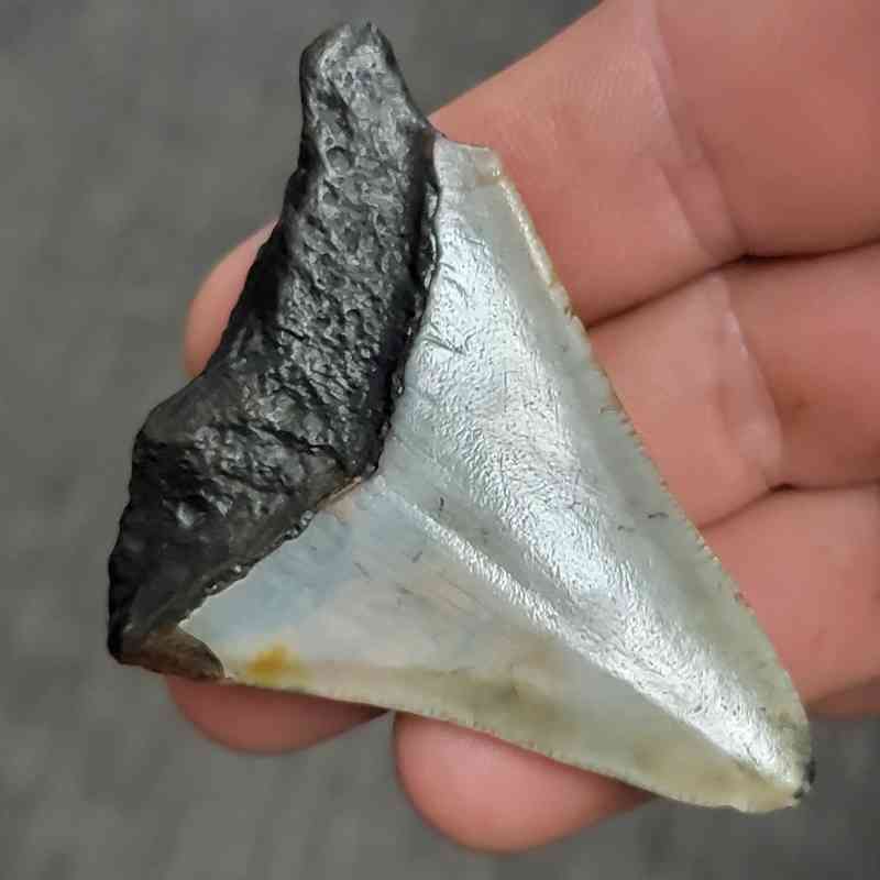 Fossil Bargain 90% Complete Megalodon Shark Tooth - STBAR90-17 - Image 3