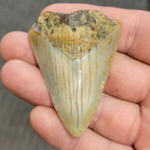 Fossil Bargain 90% Complete Megalodon Shark Tooth - STBAR90-2