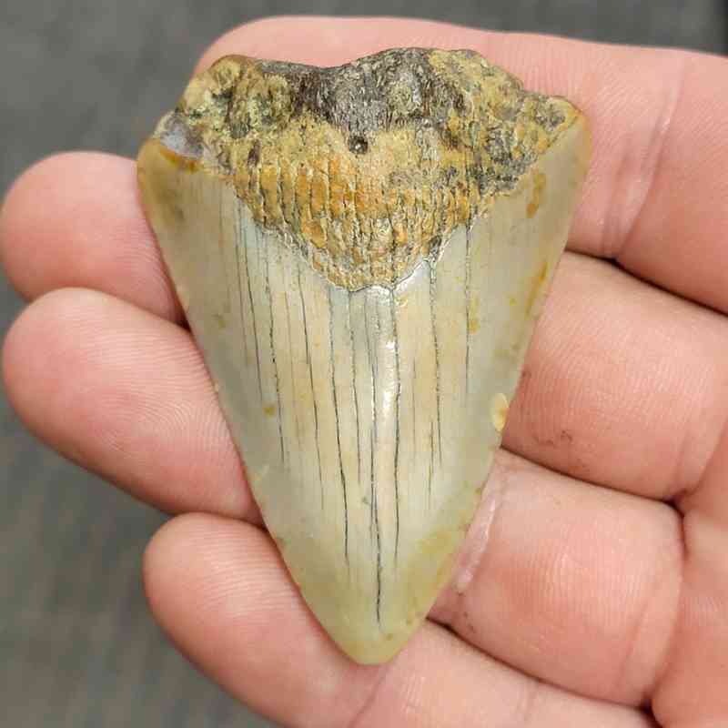 Fossil Bargain 90% Complete Megalodon Shark Tooth - STBAR90-2