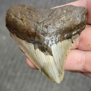 Fossil Bargain 90% Complete Megalodon Shark Tooth - STBAR90-20