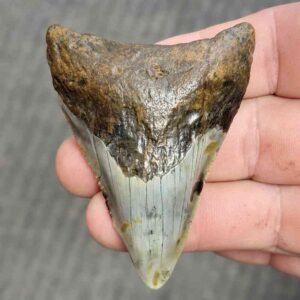 Fossil Bargain 90% Complete Megalodon Shark Tooth - STBAR90-21
