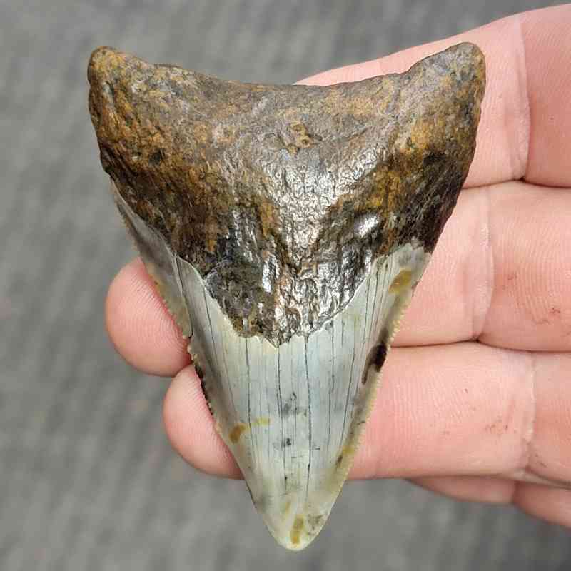 Fossil Bargain 90% Complete Megalodon Shark Tooth - STBAR90-21