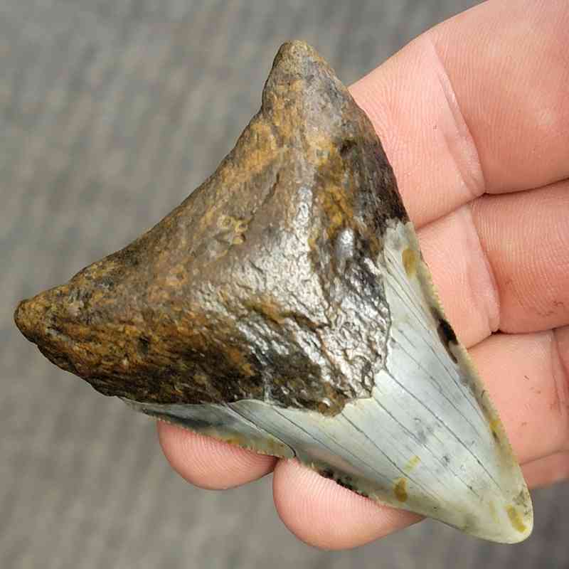 Fossil Bargain 90% Complete Megalodon Shark Tooth - STBAR90-21 - Image 2