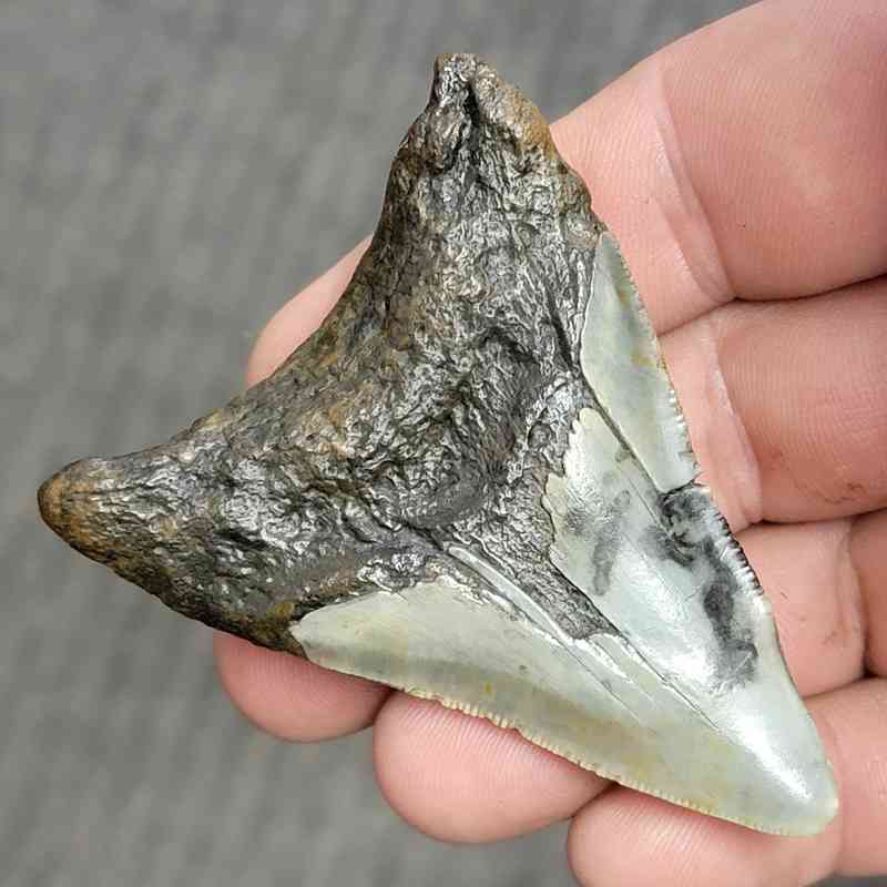 Fossil Bargain 90% Complete Megalodon Shark Tooth - STBAR90-21 - Image 3