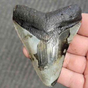 Fossil Bargain 90% Complete Megalodon Shark Tooth - STBAR90-26