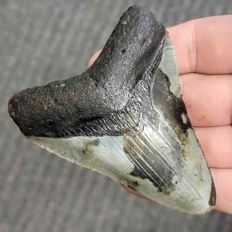 Fossil Bargain 90% Complete Megalodon Shark Tooth - STBAR90-26 - Image 2