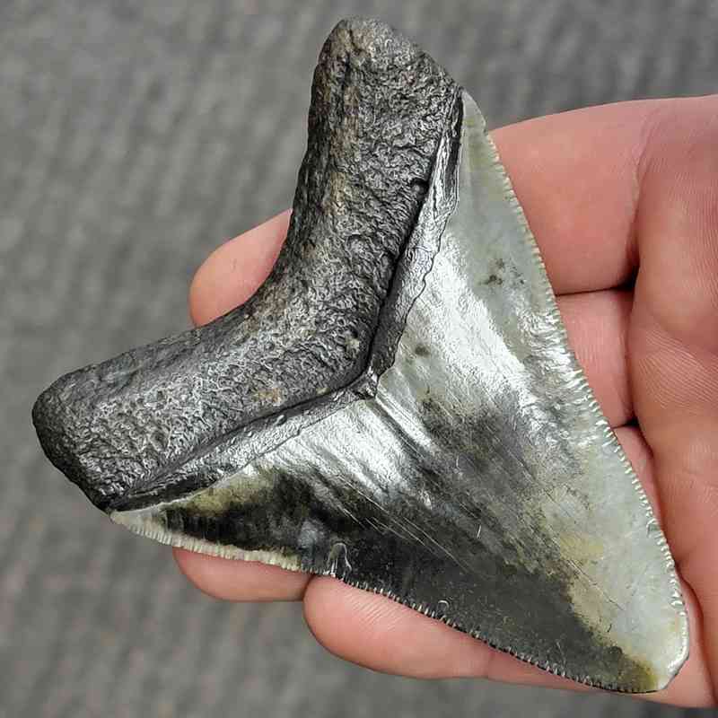 Fossil Bargain 90% Complete Megalodon Shark Tooth - STBAR90-26 - Image 3