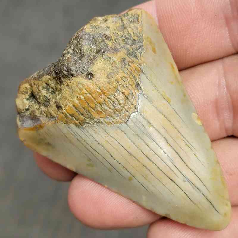 Fossil Bargain 90% Complete Megalodon Shark Tooth - STBAR90-2 - Image 2