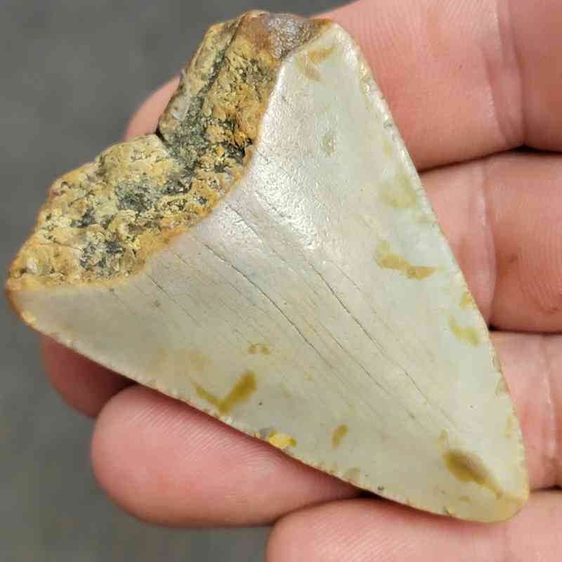 Fossil Bargain 90% Complete Megalodon Shark Tooth - STBAR90-2 - Image 3