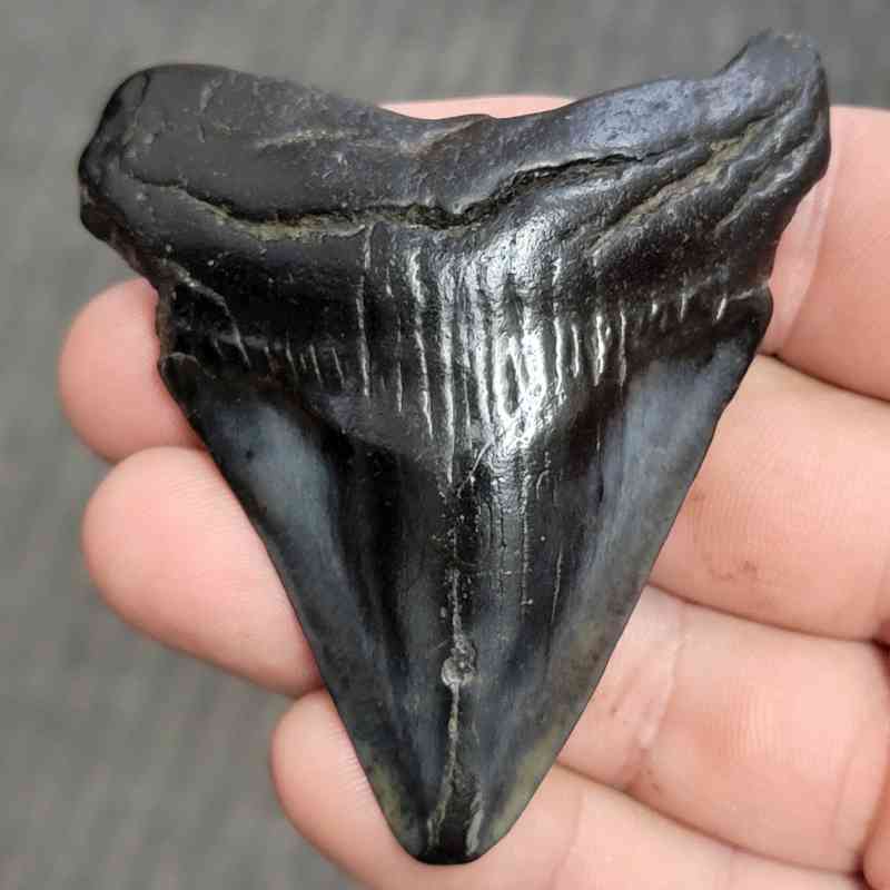 Fossil Bargain 90% Complete Megalodon Shark Tooth - STBAR90-3