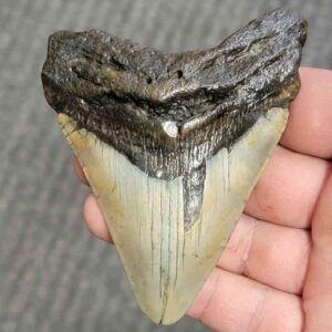 Fossil Bargain 90% Complete Megalodon Shark Tooth - STBAR90-31