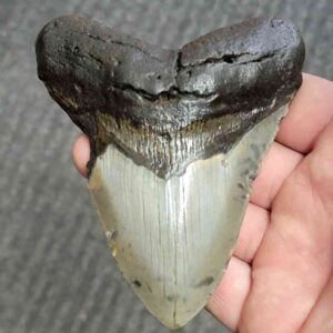 Fossil Bargain 90% Complete Megalodon Shark Tooth - STBAR90-32