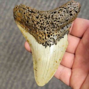Fossil Bargain 90% Complete Megalodon Shark Tooth - STBAR90-33