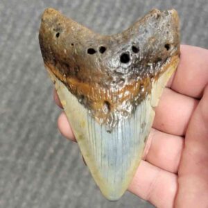 Fossil Bargain 90% Complete Megalodon Shark Tooth - STBAR90-35