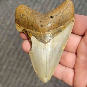 Fossil Bargain 90% Complete Megalodon Shark Tooth - STBAR90-37