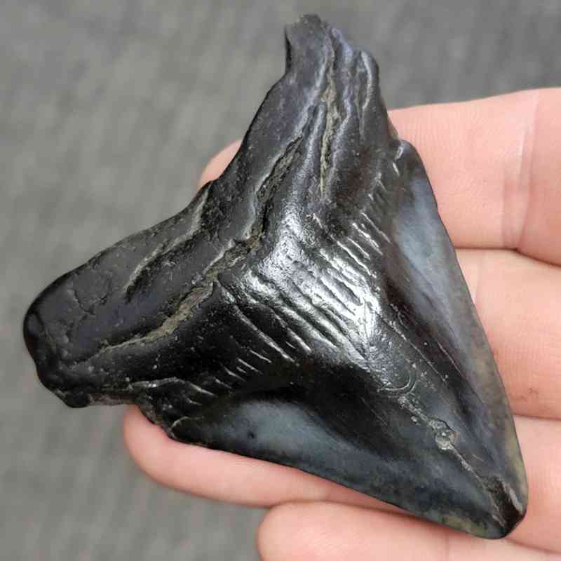Fossil Bargain 90% Complete Megalodon Shark Tooth - STBAR90-3 - Image 2