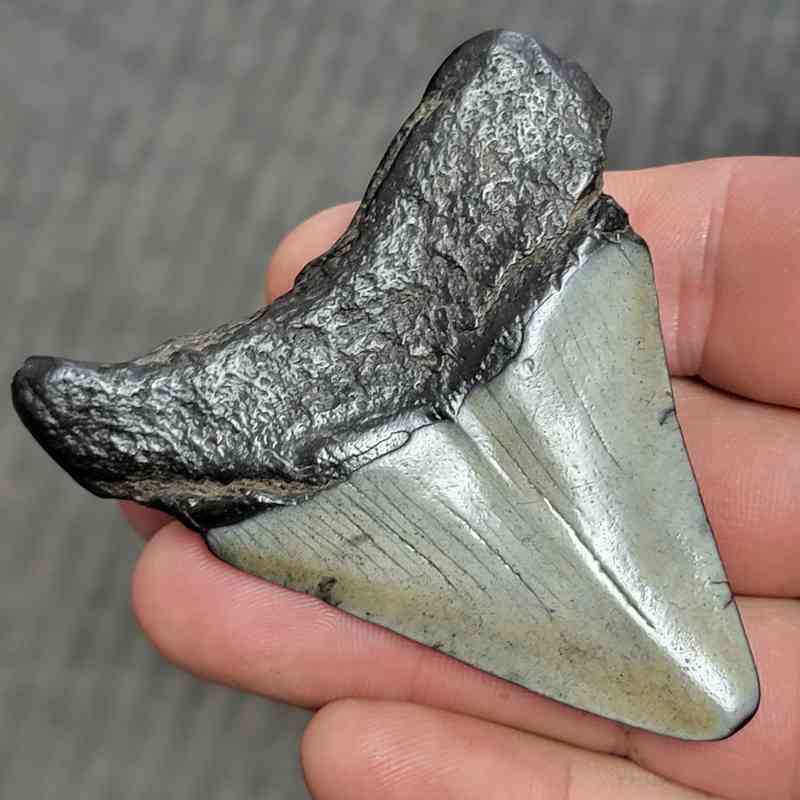 Fossil Bargain 90% Complete Megalodon Shark Tooth - STBAR90-3 - Image 3