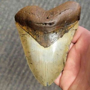 Fossil Bargain 90% Complete Megalodon Shark Tooth - STBAR90-40