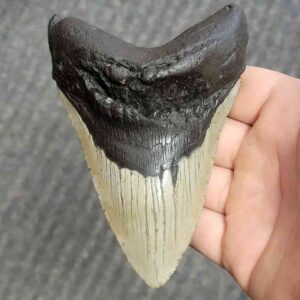 Fossil Bargain 90% Complete Megalodon Shark Tooth - STBAR90-42