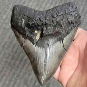Fossil Bargain 90% Complete Megalodon Shark Tooth - STBAR90-43