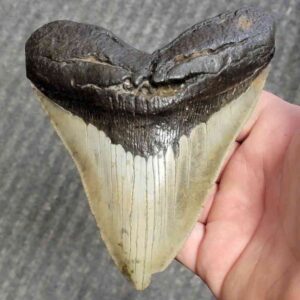 Fossil Bargain 90% Complete Megalodon Shark Tooth - STBAR90-44