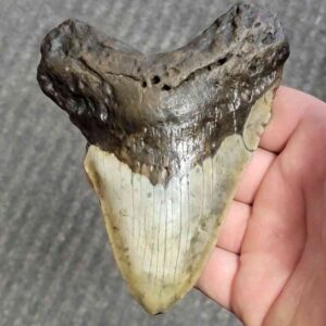 Fossil Bargain 90% Complete Megalodon Shark Tooth - STBAR90-46