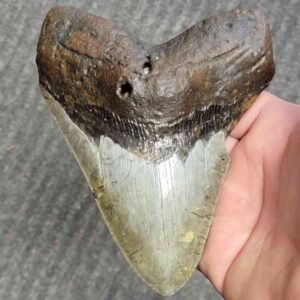 Fossil Bargain 90% Complete Megalodon Shark Tooth - STBAR90-47