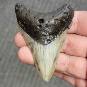 Fossil Bargain 90% Complete Megalodon Shark Tooth - STBAR90-5