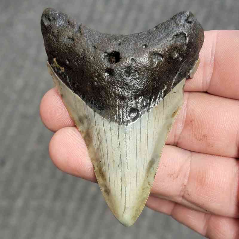 Fossil Bargain 90% Complete Megalodon Shark Tooth - STBAR90-5
