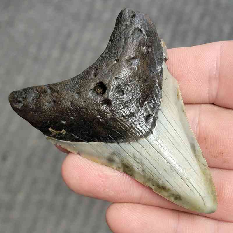 Fossil Bargain 90% Complete Megalodon Shark Tooth - STBAR90-5 - Image 2